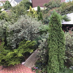 Гостевой дом НикОль, Сочи, Краснодарский край