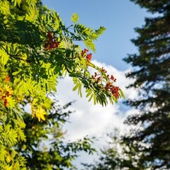 Отель Горный воздух, Гузерипль, Республика Адыгея