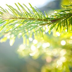 Отель Горный воздух, Гузерипль, Республика Адыгея