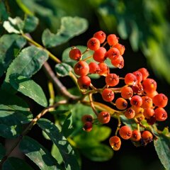 Отель Горный воздух, Гузерипль, Республика Адыгея