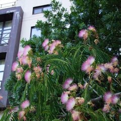 Гостевой дом Лилу, Геленджик, Краснодарский край