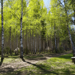 Глэмпинг Берег Грифона, Нижегородская область