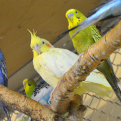 Санаторий Горный лен, Свердловская область