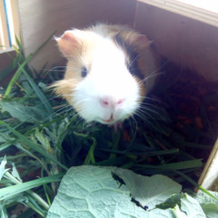 Санаторий Горный лен, Свердловская область