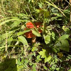 База отдыха Стеклянный ручей, Всеволожский район, Ленинградская область