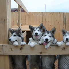 База отдыха Синильга, Республика Алтай