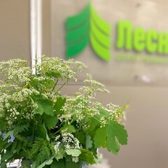 Санаторий Лесной, Новосибирская область