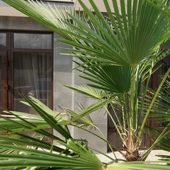 Спа-отель Tivoli Detox & SPA Resort (корпус Монталь), Сочи, Краснодарский край