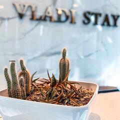 Отель VLADI STAY, Владивосток, Приморский край