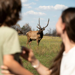 Глэмпинг Синий Яр, Ростовская область