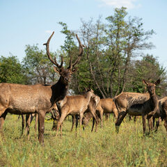 Глэмпинг Синий Яр, Ростовская область