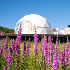 Глэмпинг Джугди, Приморский край