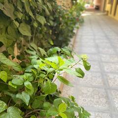 Гостевой дом На Калараша, Сочи, Краснодарский край