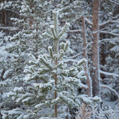 Этнографический ландшафтный комплекс Лопский берег, Беломорский район, Республика Карелия