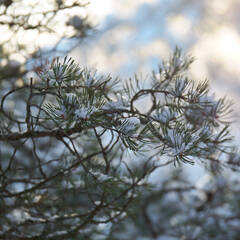 Этнографический ландшафтный комплекс Лопский берег, Беломорский район, Республика Карелия