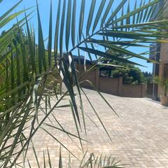 Отель Династия, Сочи, Краснодарский край