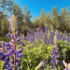 Коттеджный комплекс Маро Лампи, Ленинградская область