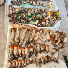 Коттеджный комплекс Маро Лампи, Ленинградская область