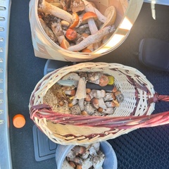 Коттеджный комплекс Маро Лампи, Ленинградская область