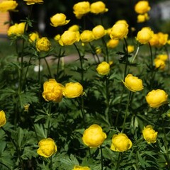 Эко-комплекс Вьюхово, Московская область