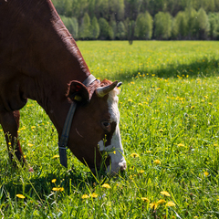 Эко-комплекс Вьюхово, Московская область