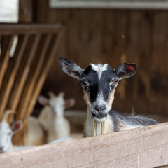 Эко-комплекс Вьюхово, Московская область