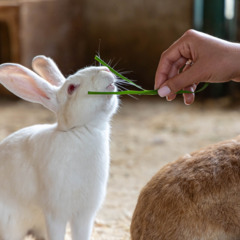 Эко-комплекс Вьюхово, Московская область