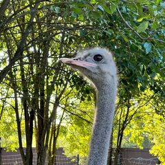 Эко-отель Болото, Всеволожский район, Ленинградская область