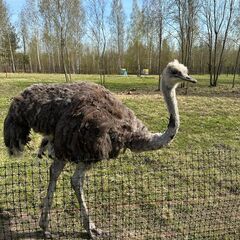 Эко-отель Болото, Всеволожский район, Ленинградская область