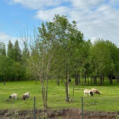 Эко-отель Болото, Всеволожский район, Ленинградская область