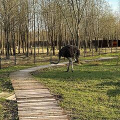Эко-отель Болото, Всеволожский район, Ленинградская область