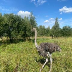 Эко-отель Болото, Всеволожский район, Ленинградская область
