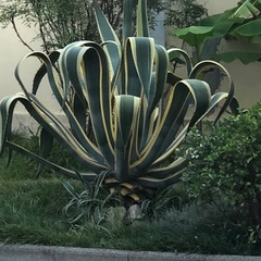 Гостевой дом Эр Эм, Сочи, Краснодарский край