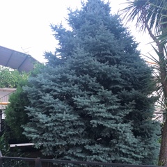 Гостевой дом Эр Эм, Сочи, Краснодарский край