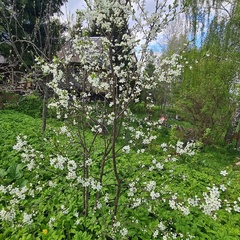 База отдыха Куба, Ивановская область