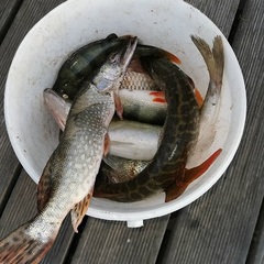 Рыболовно-охотничья база Тритон, Астраханская область