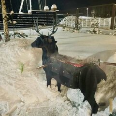 Глэмпинг Forest Glamp Uvarovo, Московская область