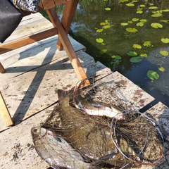 Глэмпинг Стрелка, Тверская область