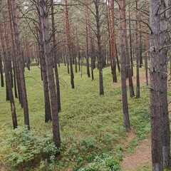 База отдыха База отдыха Маяк, Красноярский край