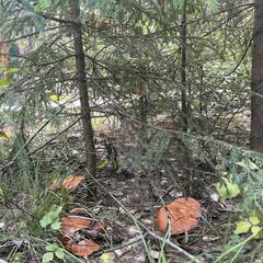 Глэмпинг Илеть, Республика Марий Эл