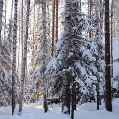 Загородный комплекс Время леса, Свердловская область