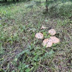 База отдыха Retreat Place, Тюменская область