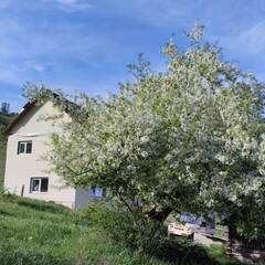 Гостевой дом Сова, Республика Алтай