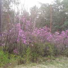 Гостевой дом Сова, Республика Алтай