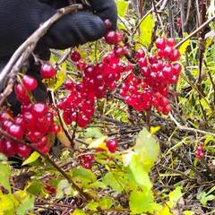 Гостевой дом Сова, Республика Алтай