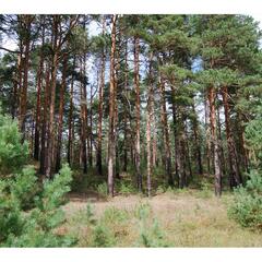 Эко-отель Мыльцевский Бор, Тверская область