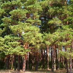 Эко-отель Мыльцевский Бор, Тверская область