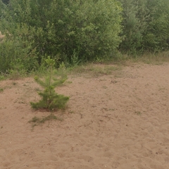 Эко-отель Мыльцевский Бор, Тверская область