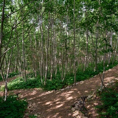Загородный комплекс Мишка на прудах, Ленинградская область
