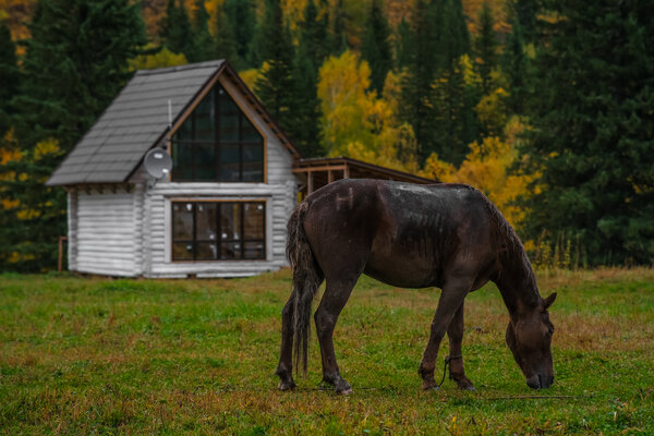 Затерянный КуМир. Уединенных отдых в горах Алтая — фото 1